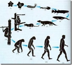 evoluçao